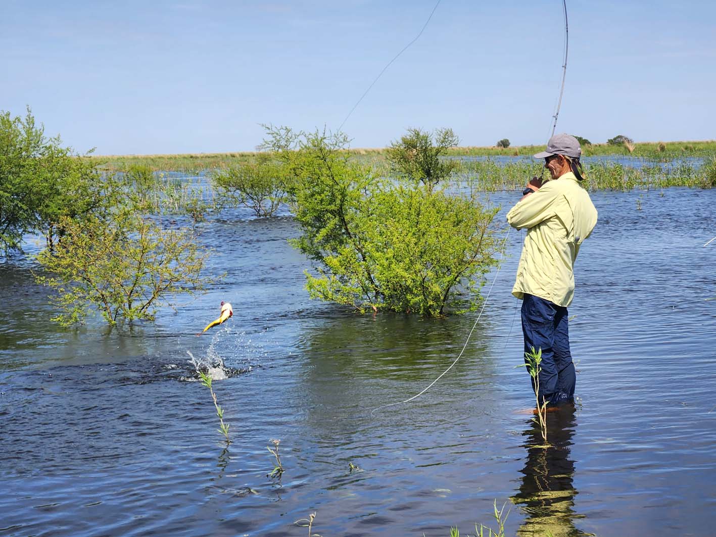 Tutoriales de Pesca 