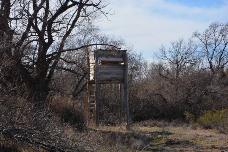 LA SANTA PATRONA DE LOS CHANCHOS…